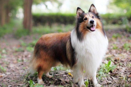 喜乐蒂牧羊犬怎么养