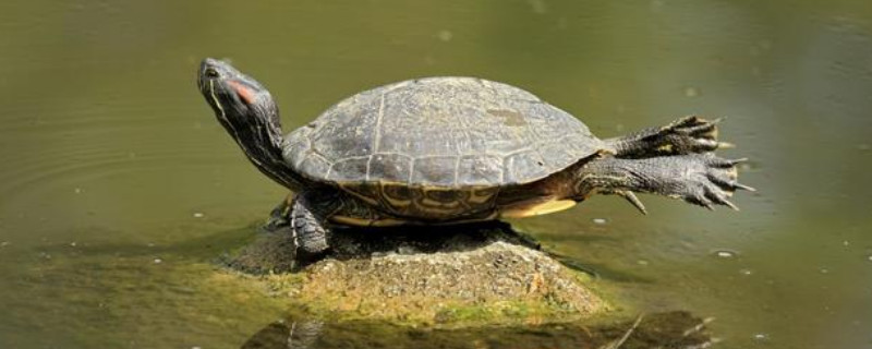 乌龟溺水怎样才算恢复