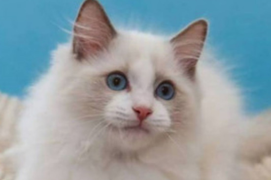 猫咪养熟了的几种表现