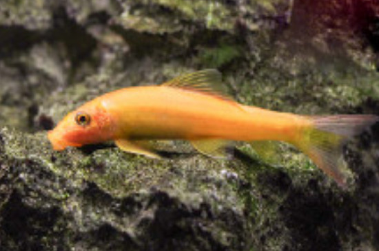 金苔鼠死亡有哪些因素