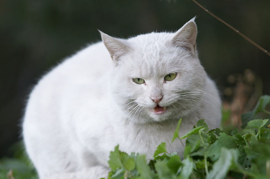 母猫生小猫后注意事项