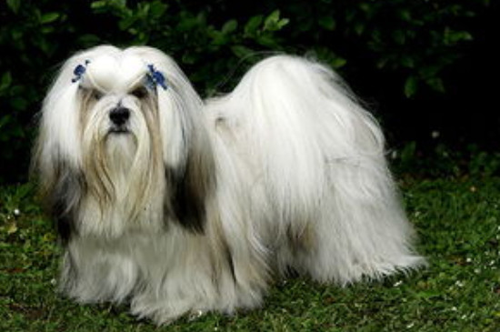 拉萨犬是大型犬吗