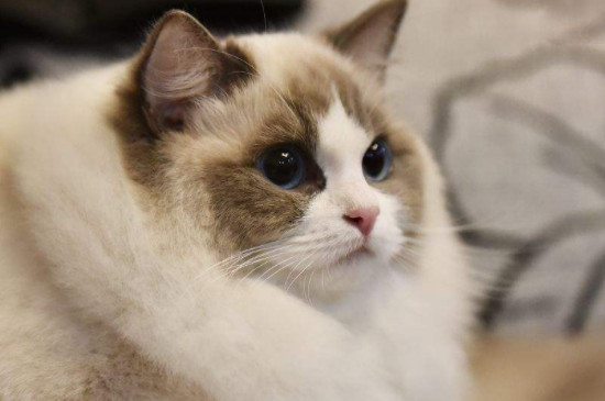 褴褛猫怎么配出来的