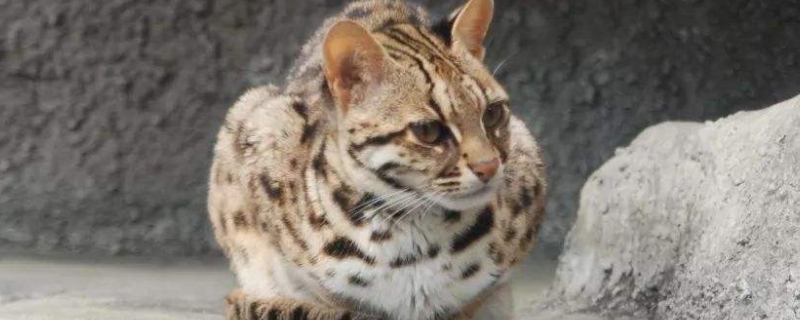豹猫掉毛吗