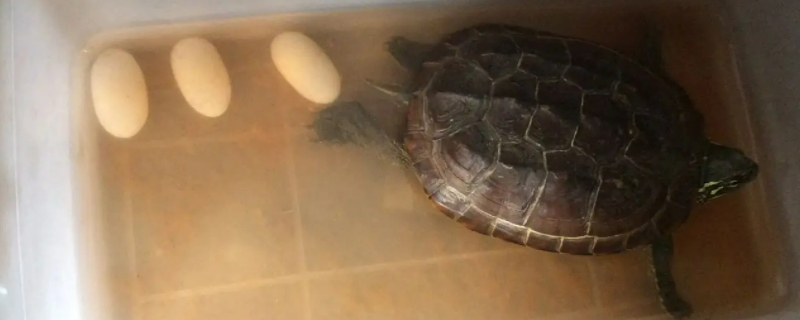 乌龟一次下几个蛋