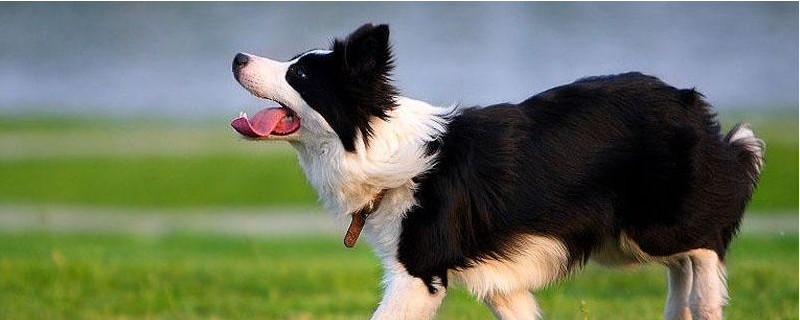 边境牧羊犬怎么训练大小便