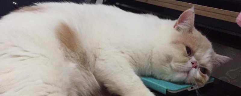 猫胎盘出来了还会再生小猫吗