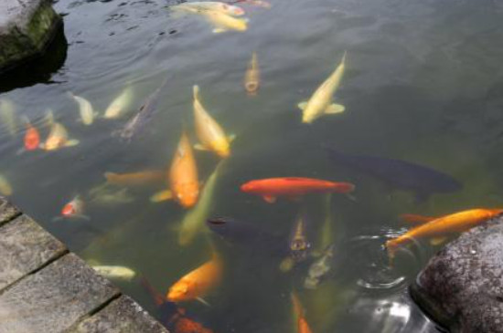 鱼塘的鱼身上有红点怎么治疗