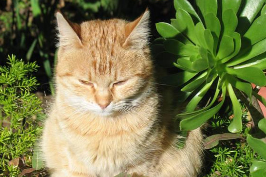 小猫生产卡住可以拽出来吗