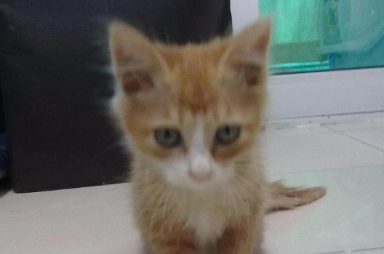 小猫十五天了没有开眼正常么