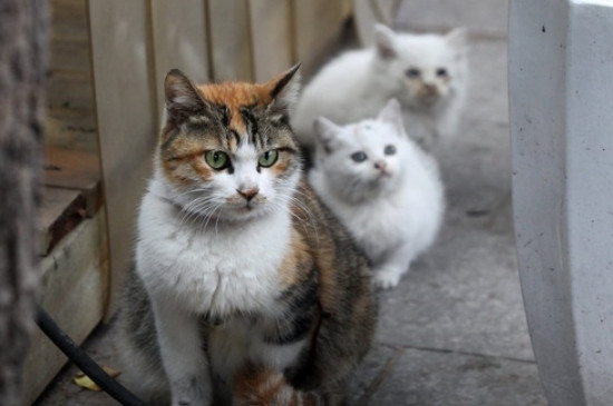 猫咪生小猫时主人要不要帮忙