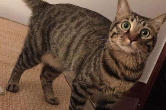 猫打滚翻肚子什么意思