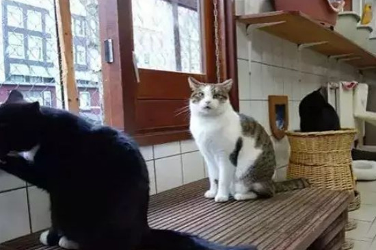 一公一母猫能在一起养吗