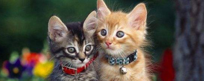 猫咪会想主人吗