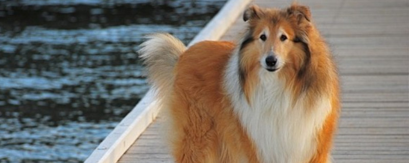 苏牧犬怎么看品相
