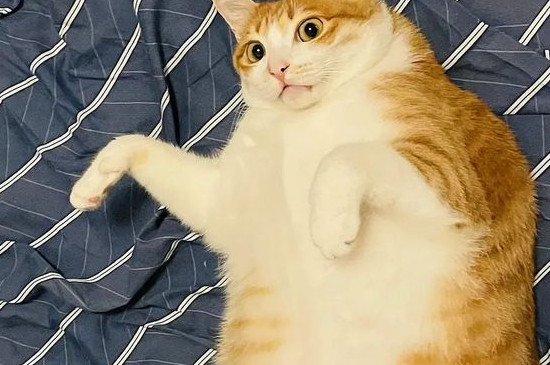 猫咪指甲为什么一剪就裂开