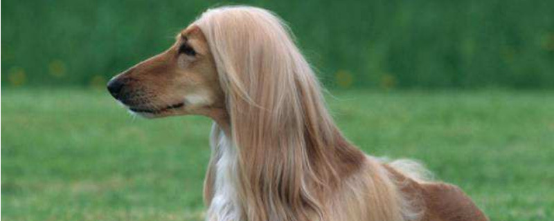 阿富汗猎犬怎么挑
