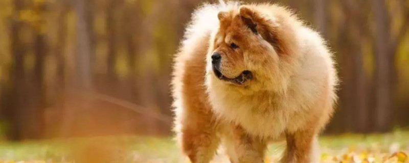 松狮犬怎么教