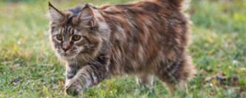 猫咪晚上关灯以后能看见吗