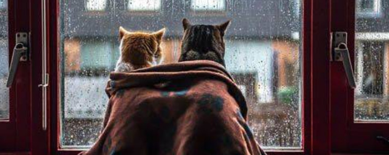 猫咪在不通风的房间会死吗