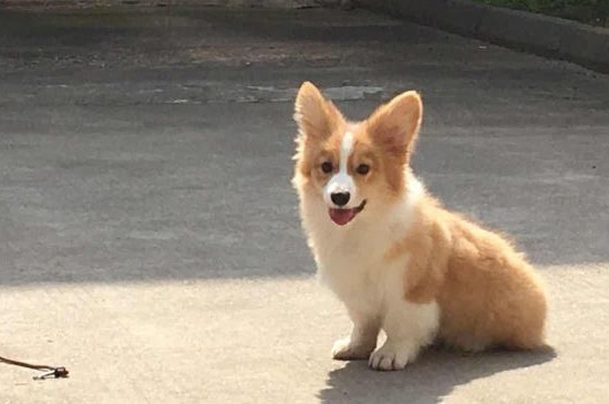 狗狗不可以吃什么东西?