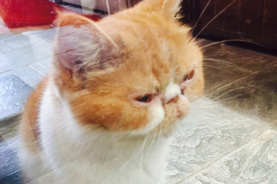猫嚎春为啥不能打断