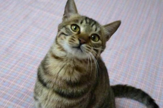 猫挨打之后有几种表现