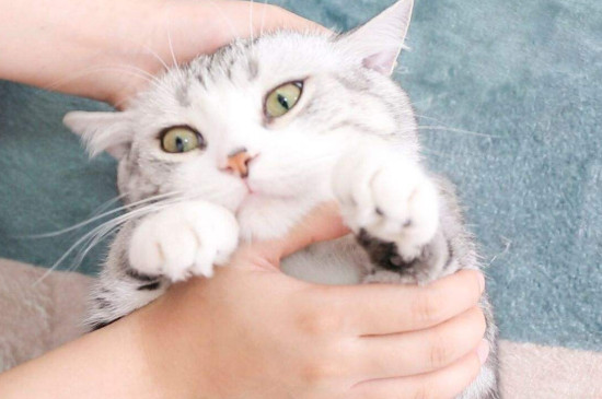 养猫需要注意些什么