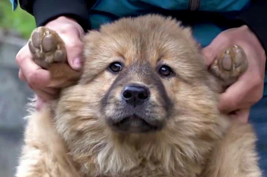 狗狗怎样训练大小便