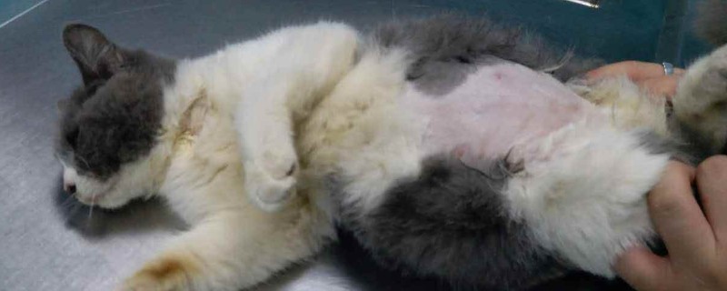 猫腹水症状