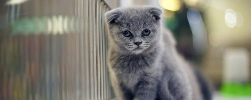 猫咪靠什么识别人