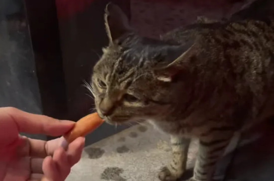 幼猫可以吃火腿肠吗