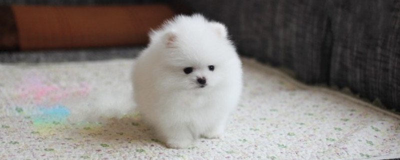 茶杯犬能吃米饭吗