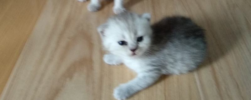 猫咪洗澡水温度一般多少度
