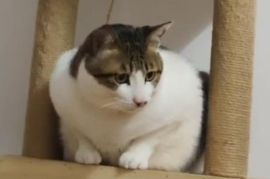 猫吃猪肉吗