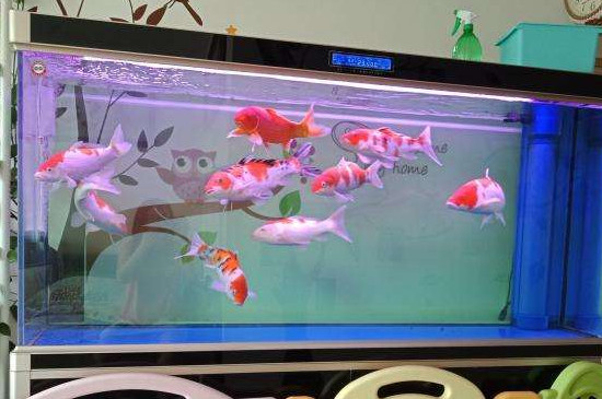鱼缸一年不换水行吗