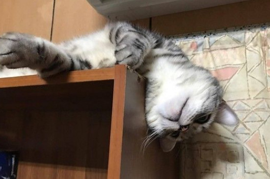 猫晚上可以睡空调房吗
