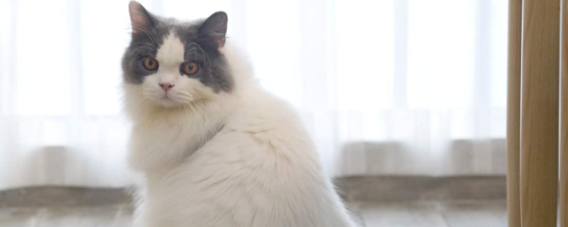 猫砂可以不换一直加吗