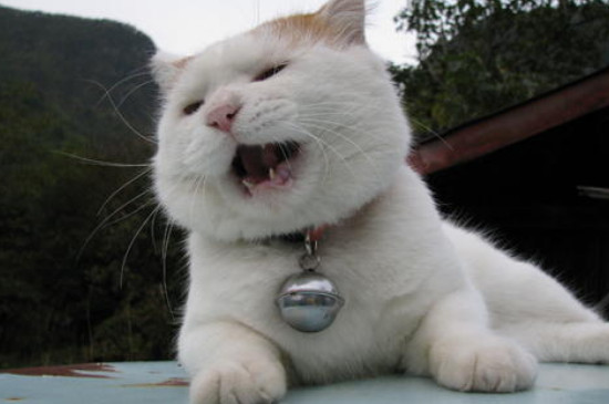 猫喜欢听什么声音