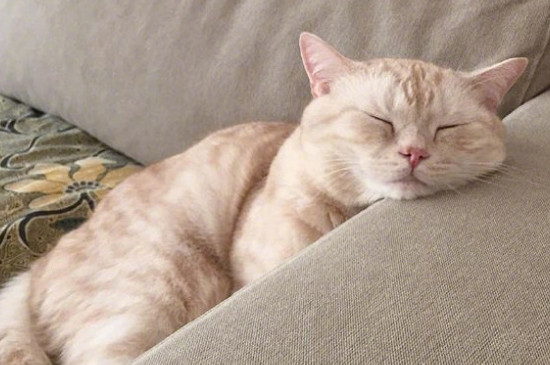 猫咪高烧不退多久会死