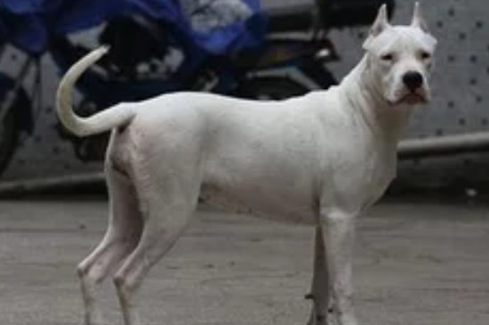 杜高犬怎么喂养