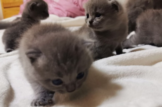 20天的小猫会自己排便吗