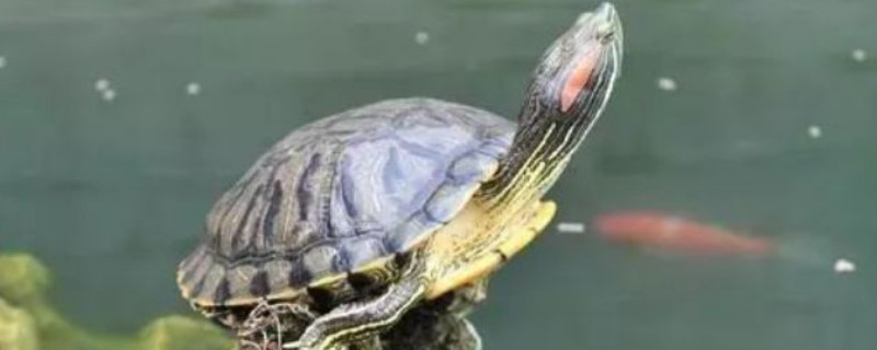 七彩乌龟需要水养吗