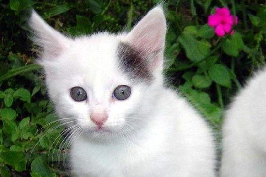 小猫多大吃猫粮