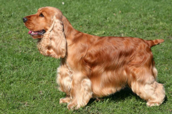 英国可卡犬怎么不叫
