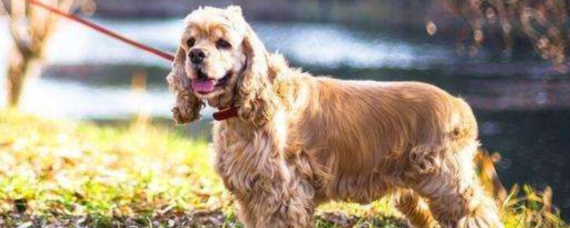 英国可卡犬怎么喂养
