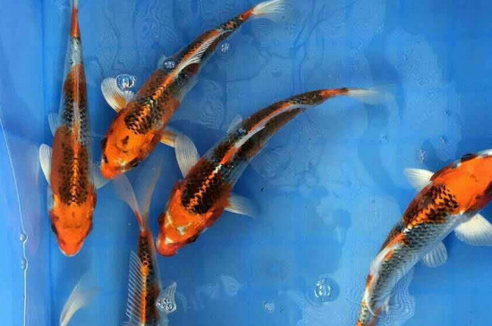 鱼长寄生虫怎么治疗