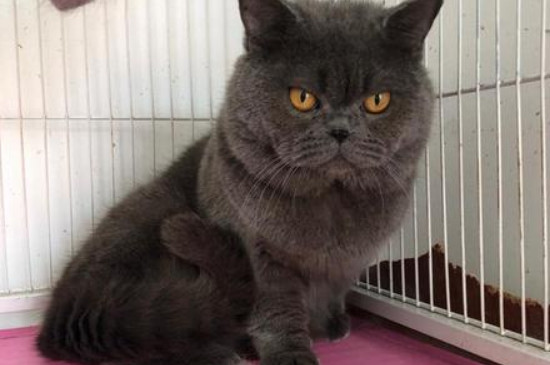 猫咪拉稀呕吐怎么回事