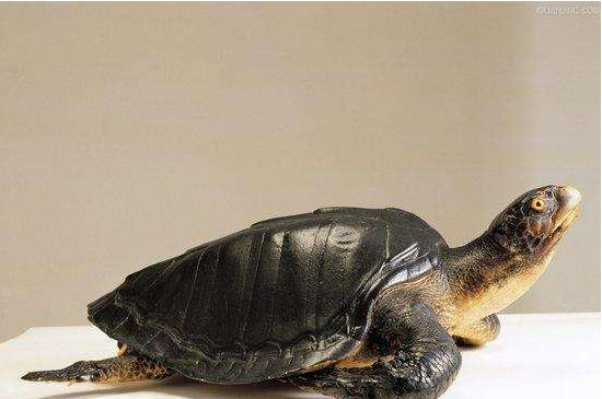 乌龟指甲太长怎么办