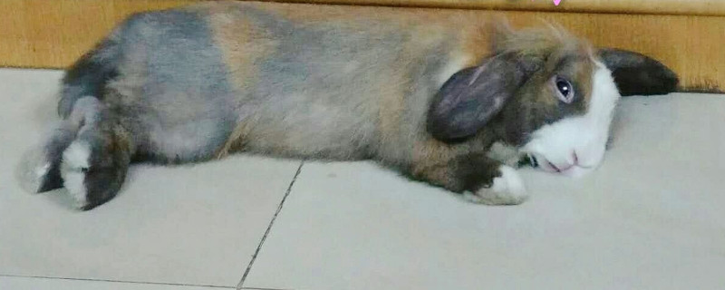 兔子拉软便要停食吗
